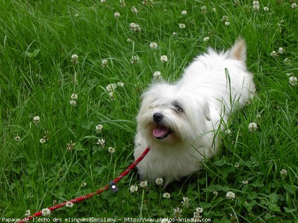 Photo de Coton de tulear