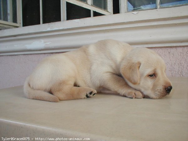 Photo de Labrador retriever