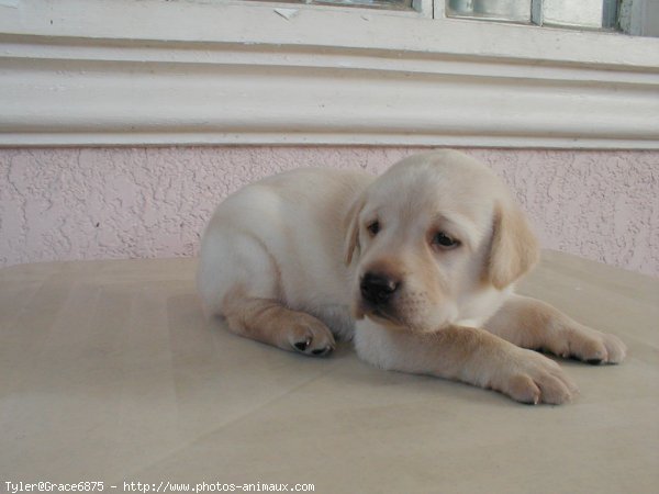 Photo de Labrador retriever