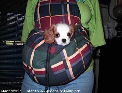 Photo de Cavalier king charles spaniel