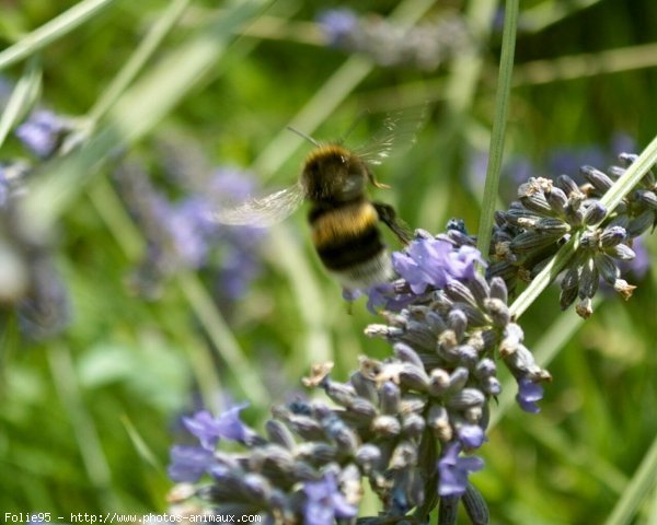 Photo de Bourdon