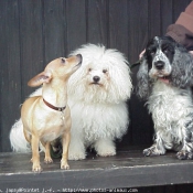 Photo de Races diffrentes