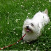 Photo de Coton de tulear