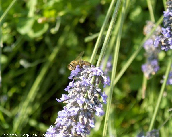 Photo d'Abeille