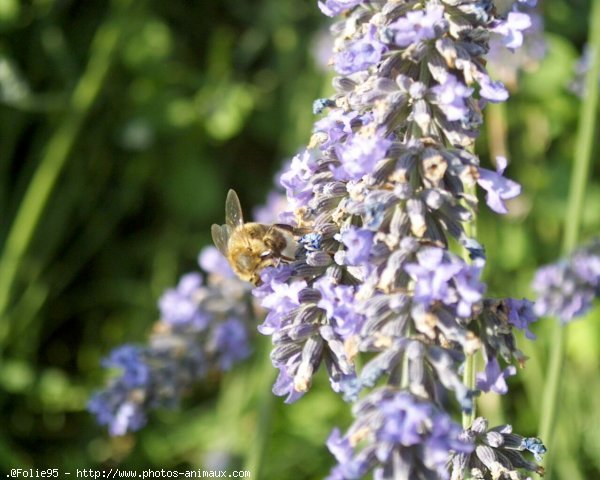 Photo d'Abeille