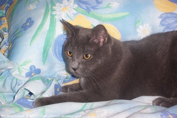 Photo de Chartreux