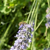 Photo d'Abeille