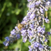 Photo d'Abeille