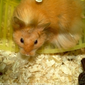 Photo de Hamster