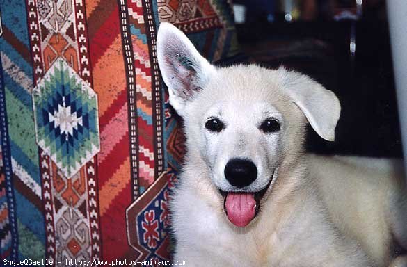 Photo de Berger blanc suisse