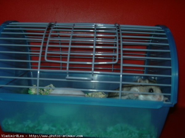 Photo de Hamster