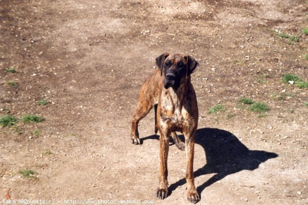 Photo de Dogue allemand