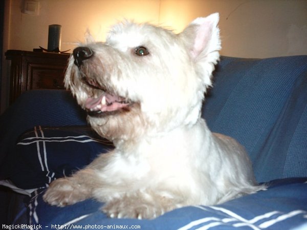 Photo de West highland white terrier