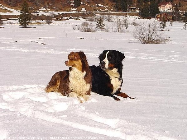 Photo de Races diffrentes