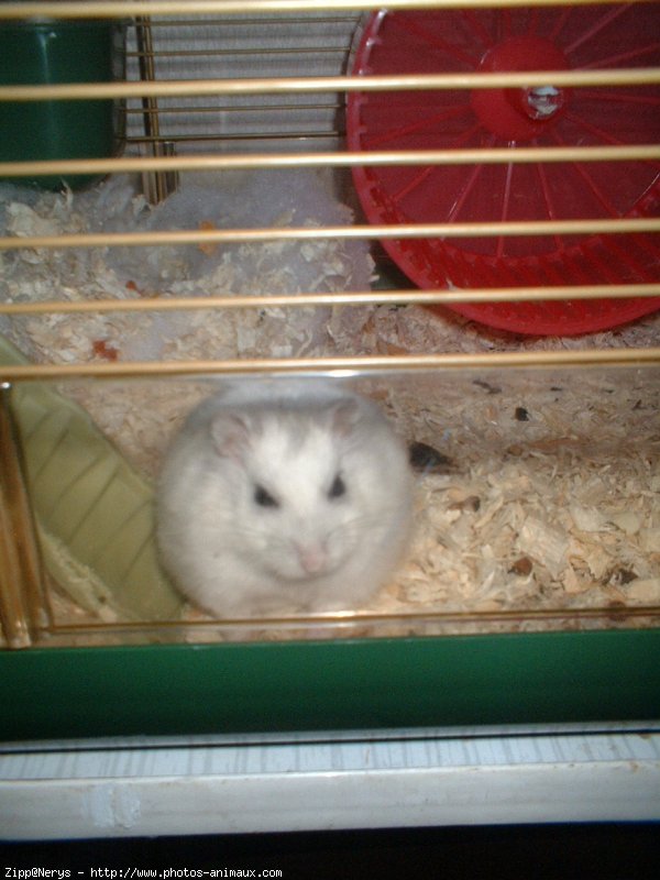 Photo de Hamster