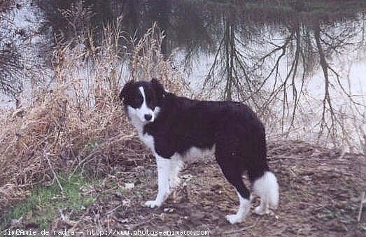 Photo de Border collie