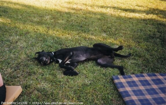 Photo de Dogue allemand