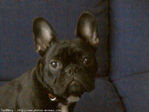 Photo de Bouledogue franais