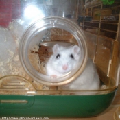 Photo de Hamster