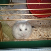 Photo de Hamster