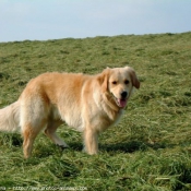 Photo de Golden retriever