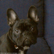 Photo de Bouledogue franais