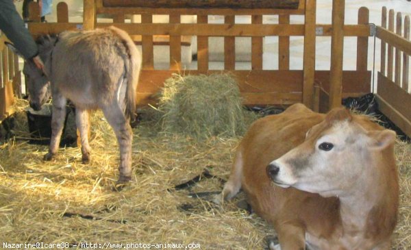 Photo de Races diffrentes