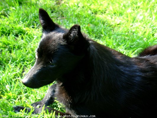 Photo de Schipperke