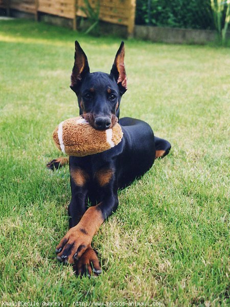 Photo de Dobermann