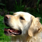 Photo de Golden retriever