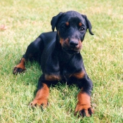 Photo de Dobermann