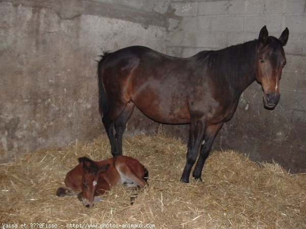 Photo de Races diffrentes