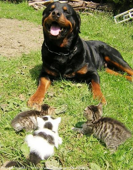 Photo de Rottweiler