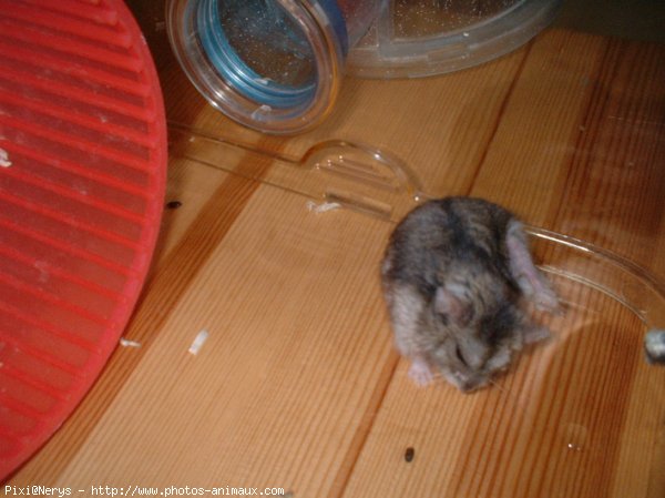 Photo de Hamster