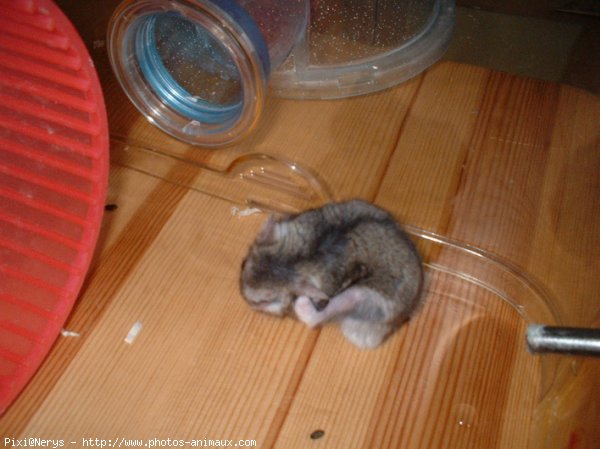 Photo de Hamster