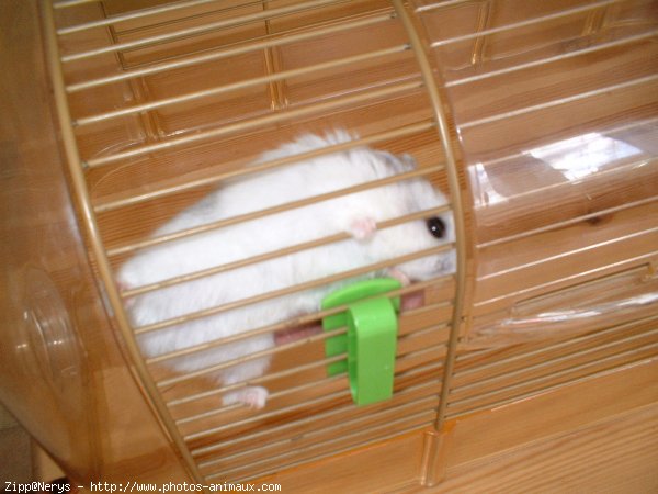 Photo de Hamster