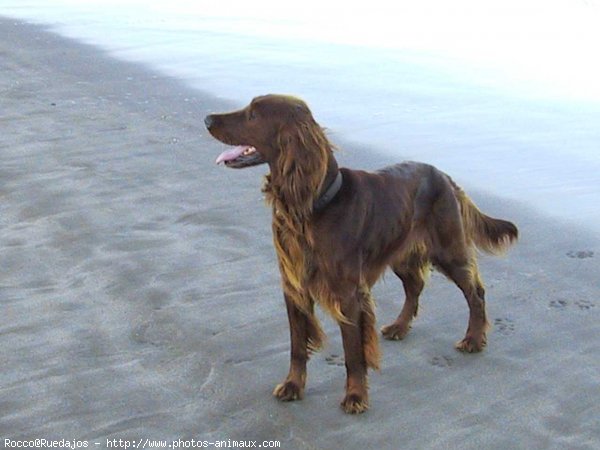 Photo de Setter irlandais rouge