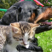 Photo de Rottweiler