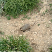 Photo de Coati