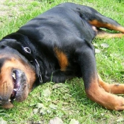 Photo de Rottweiler