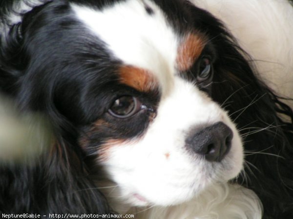 Photo de Cavalier king charles spaniel