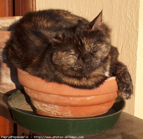 Photo de Chat domestique