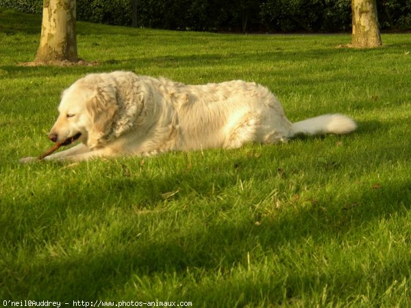 Photo de Golden retriever