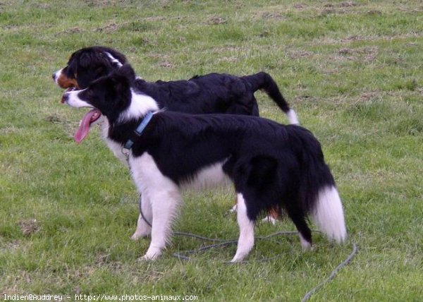 Photo de Border collie