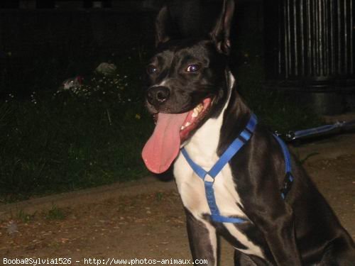 Photo d'American staffordshire terrier