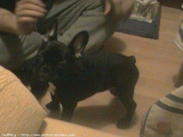 Photo de Bouledogue franais