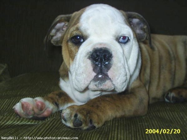 Photo de Bulldog