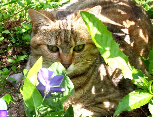 Photo de Chat domestique