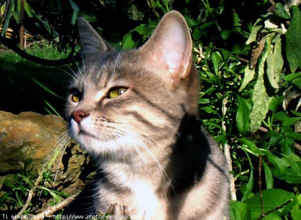 Photo de Chat domestique