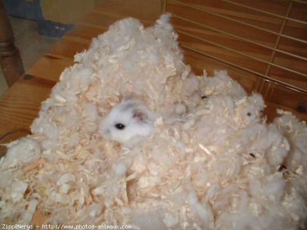 Photo de Hamster